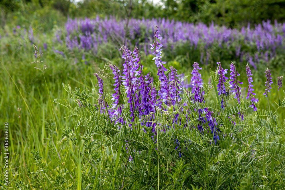 Fototapeta premium field of wild purple flowers in the lush summer grass