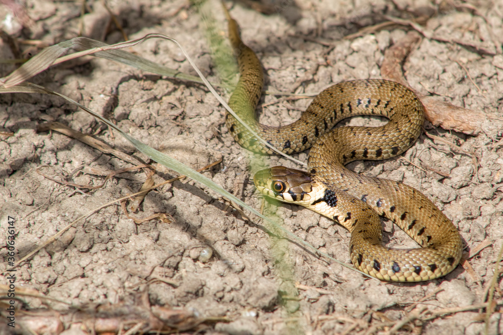 Fototapeta premium grass snake