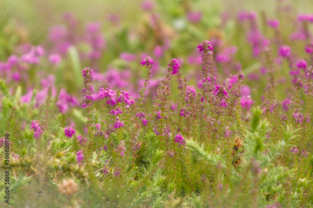 Fototapeta premium pink flowers in the field