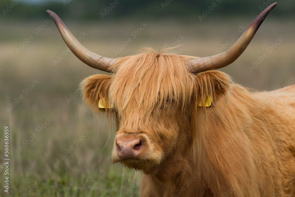 highland cow with horns highland cow with horns