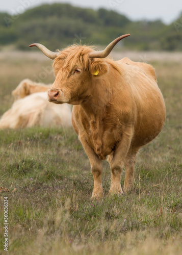 Fototapeta Naklejka Na Ścianę i Meble -  Highland cow in the field