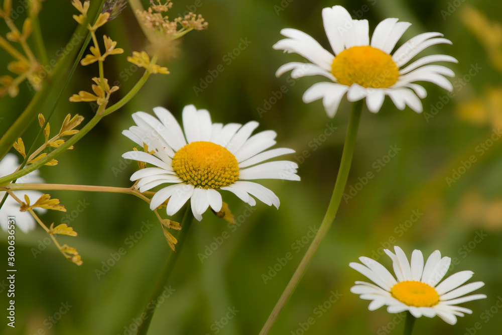 Fototapeta premium daisies in a field