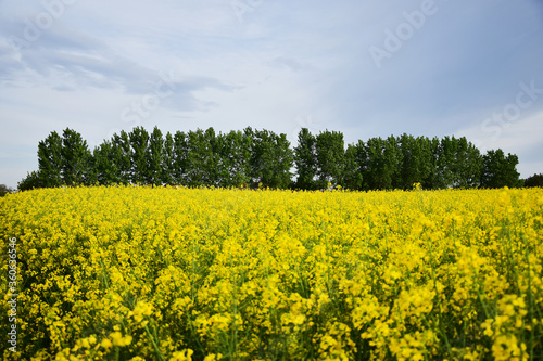 Rapeseed field in spring. Canola flowers