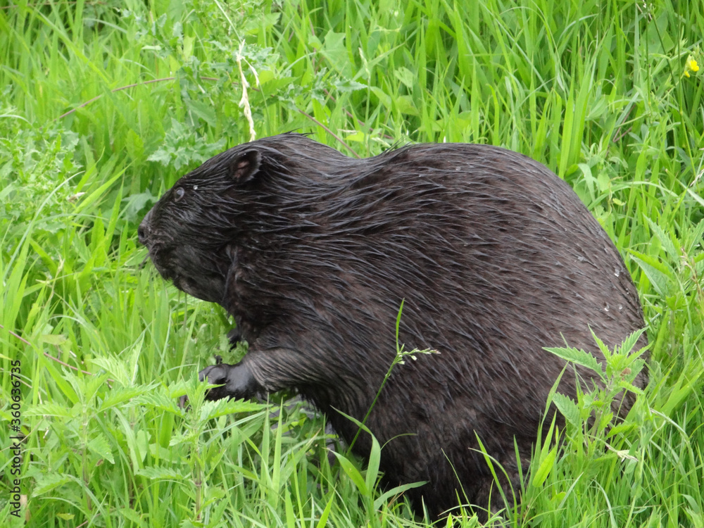 Wild beaver in natural habitat of river Wuhle close to the city of Berlin Wild beaver in natural habitat of river Wuhle close to the city of Berlin
