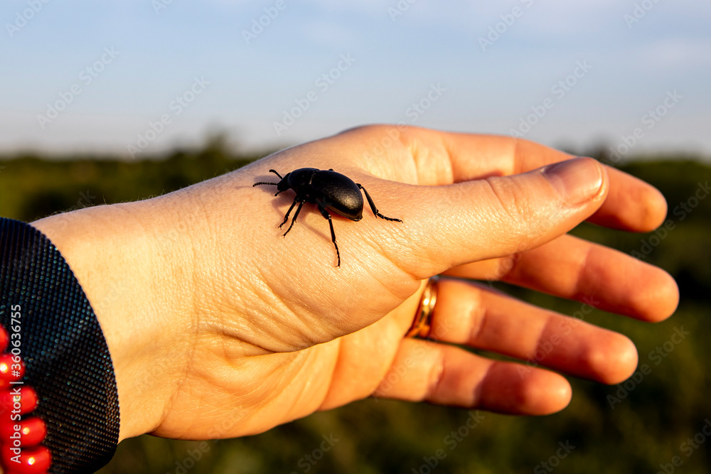 Obraz premium a large black beetle crawling on the hand of the girl in the background