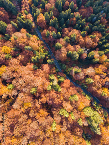 Aerial view of road in beautiful autumn forest at sunset. Beautiful top down view of countryside road