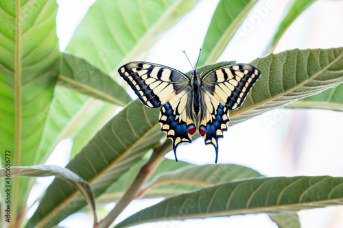 Beautiful butterfly on some plant leaf photo