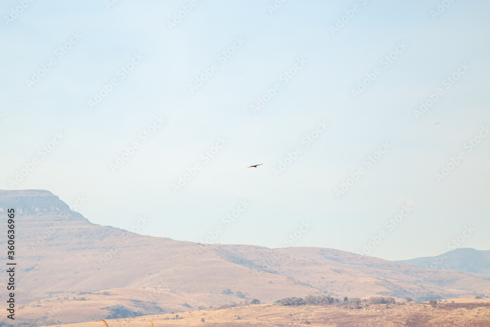rocky red sand and dry grass on African landscape eagle in sky silhouette with mountains in background out of focus with grain rocky red sand and dry grass on African landscape eagle in sky silhouette with mountains in background out of focus with grain
