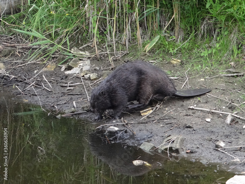  Wild beaver in natural habitat of river Wuhle close to the city of Berlin         photo