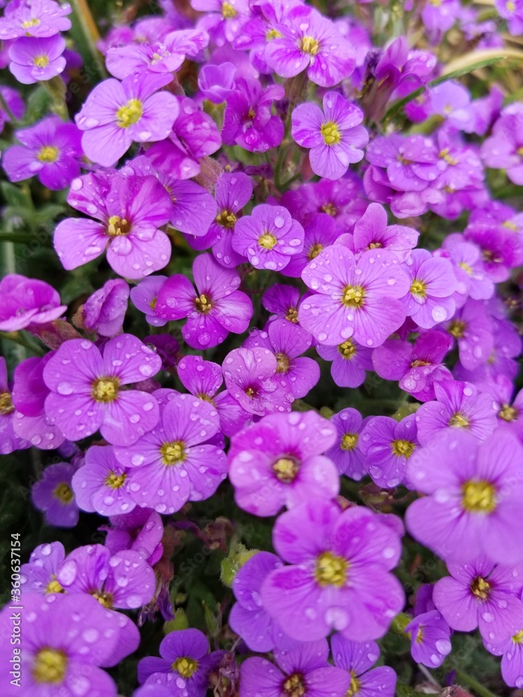 pink flowers in the garden pink flowers in the garden