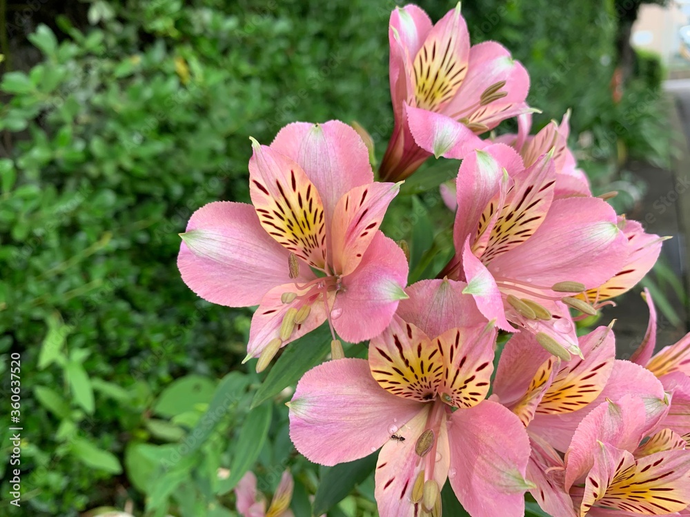 peruvian lily, yellowish-pink flowers with long, pointed petals, green petioles peruvian lily, yellowish-pink flowers with long, pointed petals, green petioles