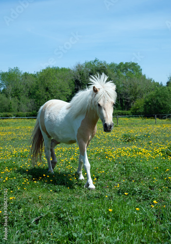 Beautiful view of a meadow with horse and buttercup flowers