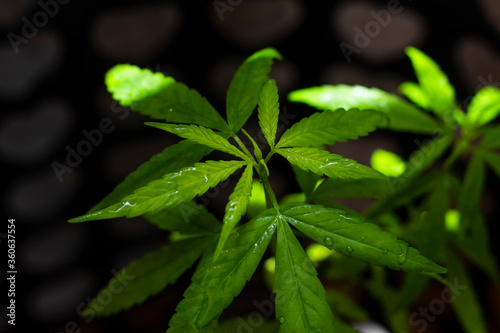 Close up marijuana and soft focus background,Cannabis leaves with water droplets,Medicinal herbs,Healthcare,leaf cutter,Medicine