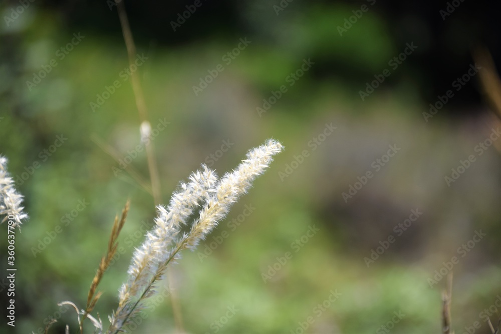 Full natural, vegetation and close-up of a wild plant Full natural, vegetation and close-up of a wild plant