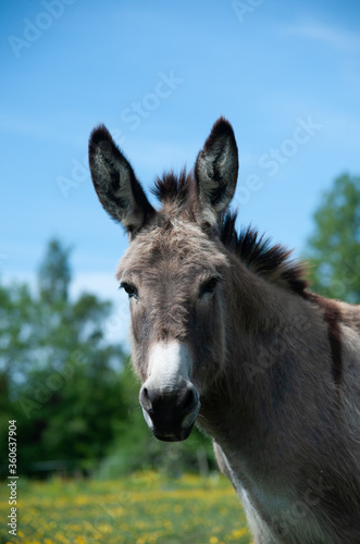  Donkey portrait close up 