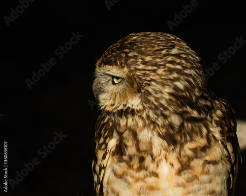 Inquisitive Burrowing Owl, Athene cunicularia, head shot looking to the left, against dark background