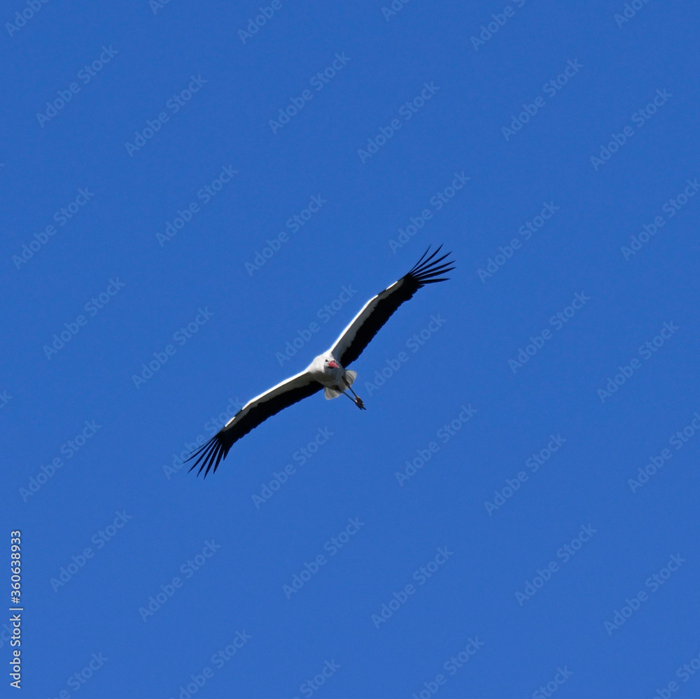 Fototapeta premium fliegender storch