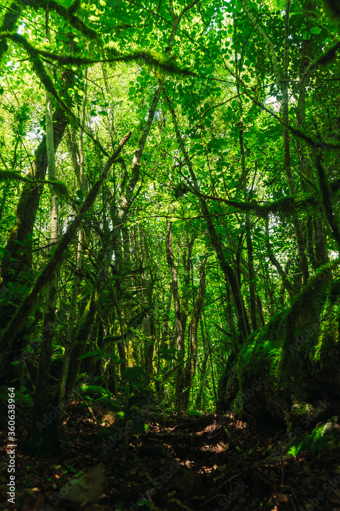 Fototapeta premium Vertical photo of the lush forest with small rays of light entering through the green trees