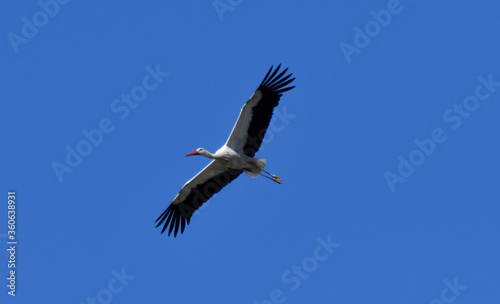 fliegender storch