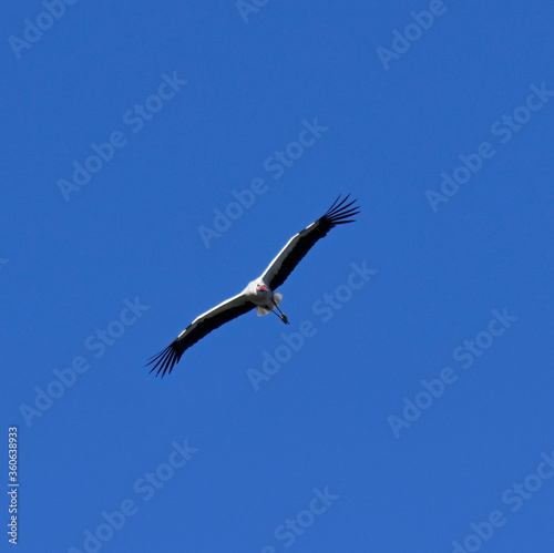 fliegender storch