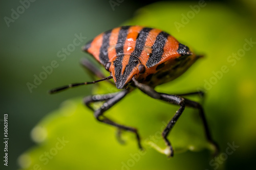 red bug on a leaf