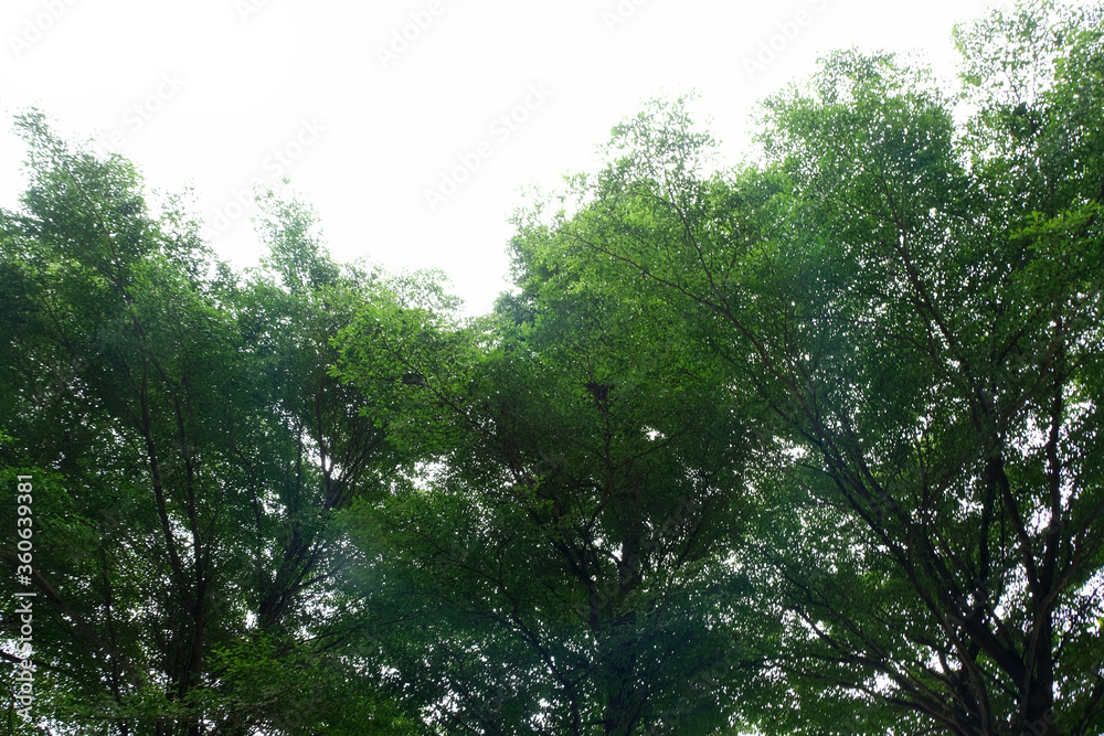 Fototapeta premium sun shining through trees