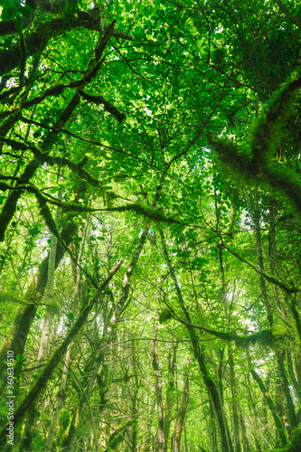 Vertical photo of lush forest with green trees in summer
