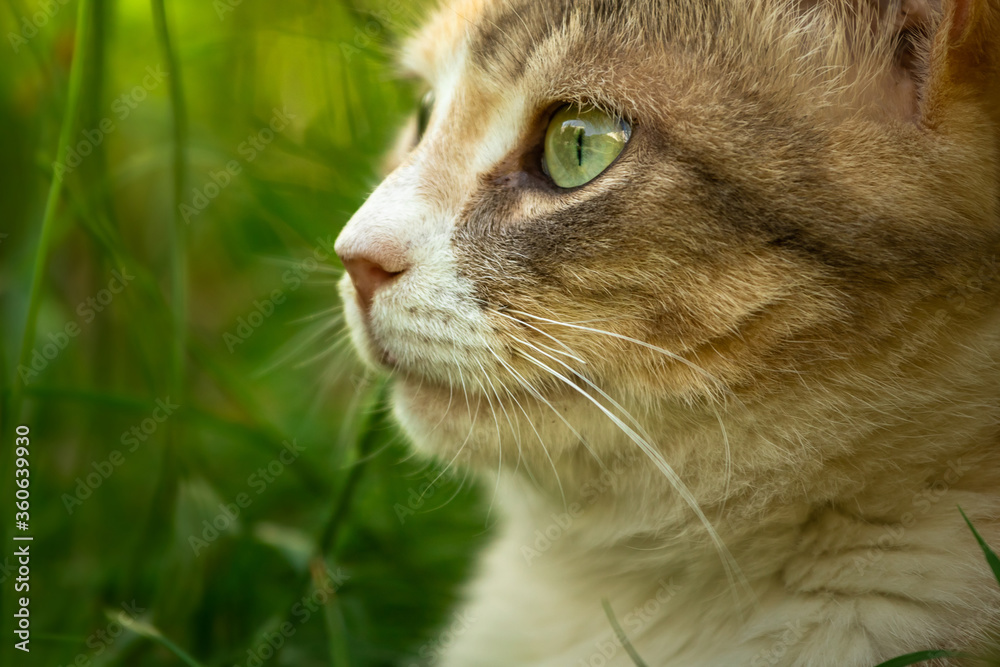 Atmospheric close frame of a cat, portrait of an animal on a summer day in nature