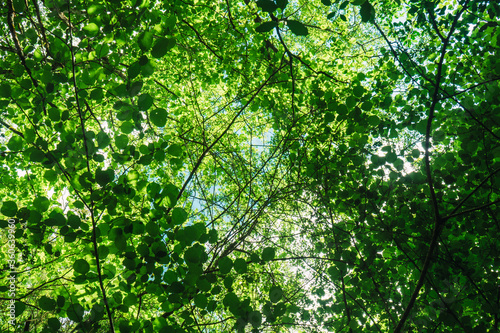 Horizontal photo of upward view of a lush forest with green trees in summer