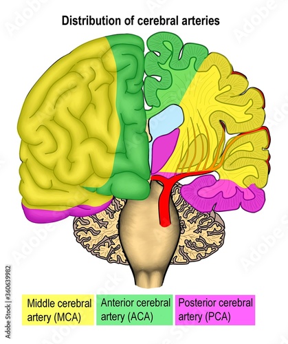 Photography The cerebral artery distribution in human's brain regarding to anterior, middle and posterior cerebral arteries