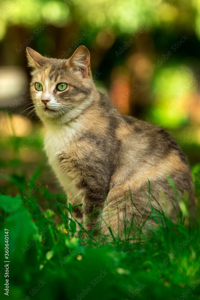 Full-length cat on a background of summer greenery, a stray animal in nature
