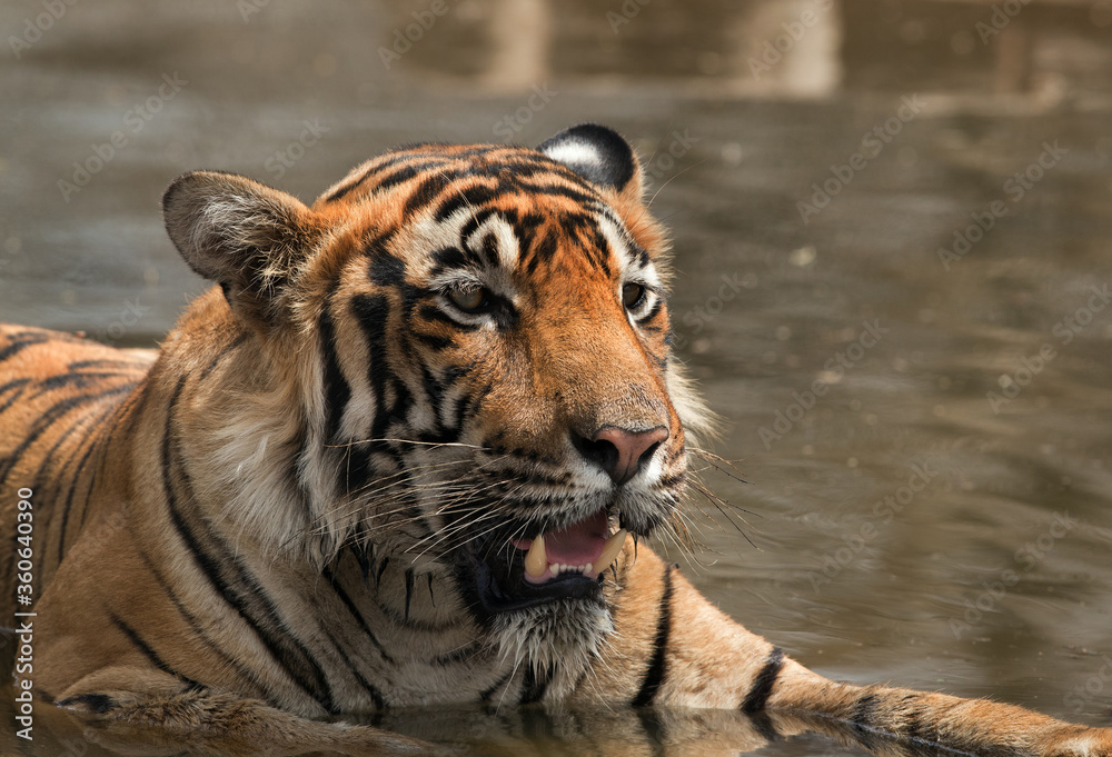 Naklejka Zbliżenie młodych tygrysów w wodopoju, Ranthambore Tiger Reserve