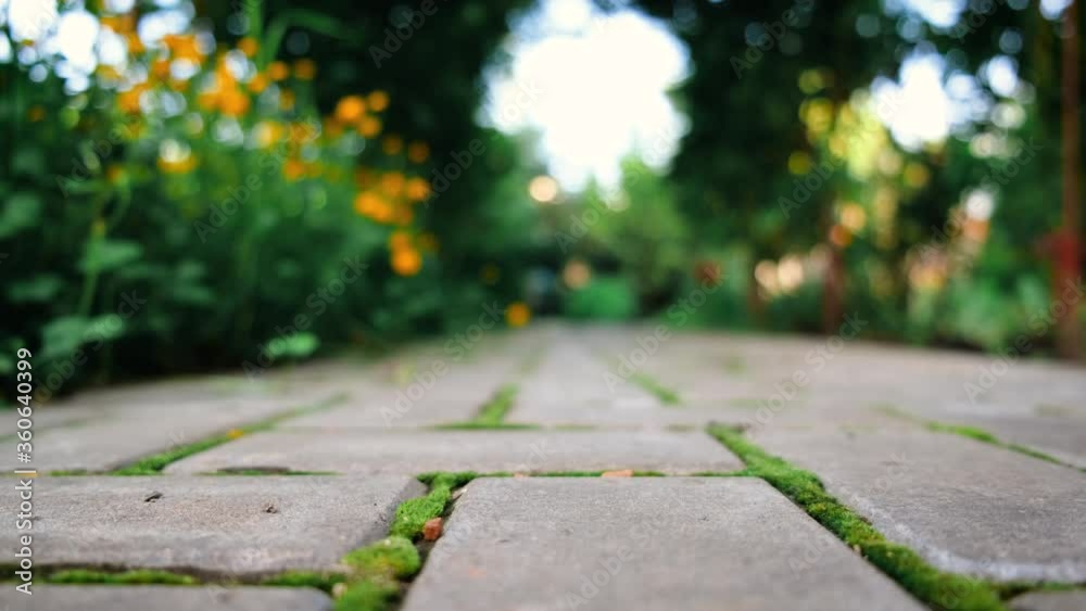 buttercup, yellow flowers sways in the wind along a cobblestone path with sprouted green moss. blurred background. home gardening. landscape design. buttercup, yellow flowers sways in the wind along a cobblestone path with sprouted green moss. blurred background. home gardening. landscape design.