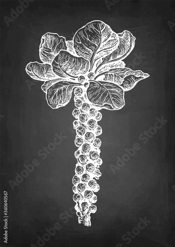 Chalk sketch of brussel sprout