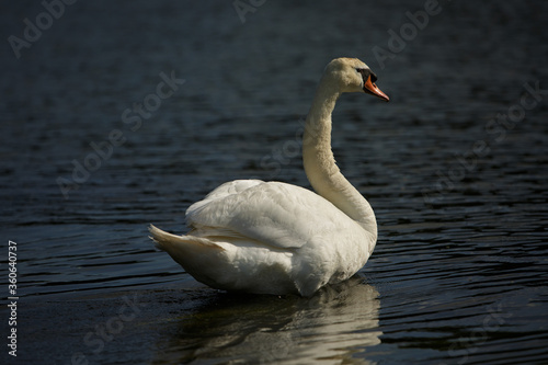 Stolzer Schwan im Abendlicht