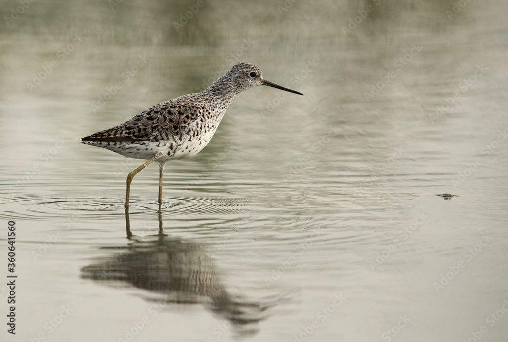 Marsh Sandpiper, Bahrain Marsh Sandpiper, Bahrain