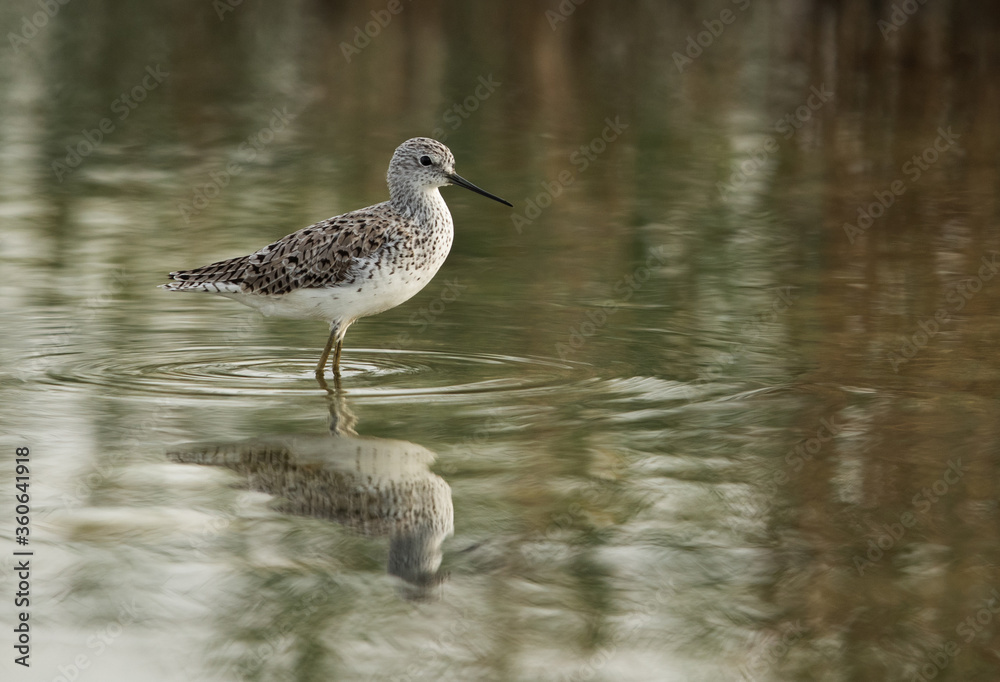 Marsh Sandpiper and reflection on water, Bahrain