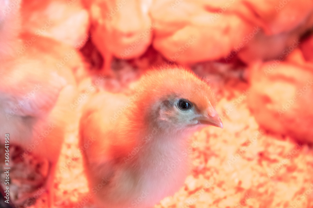 Closeup shot of a chick in a farm with an orange hue from the heat lamp