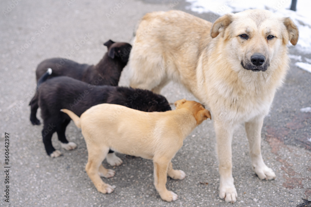 Stray dog ​​and more puppies