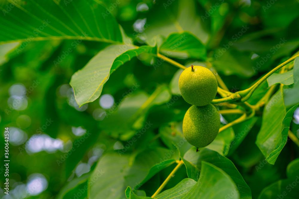 Walnut fruit growing on a walnut tree