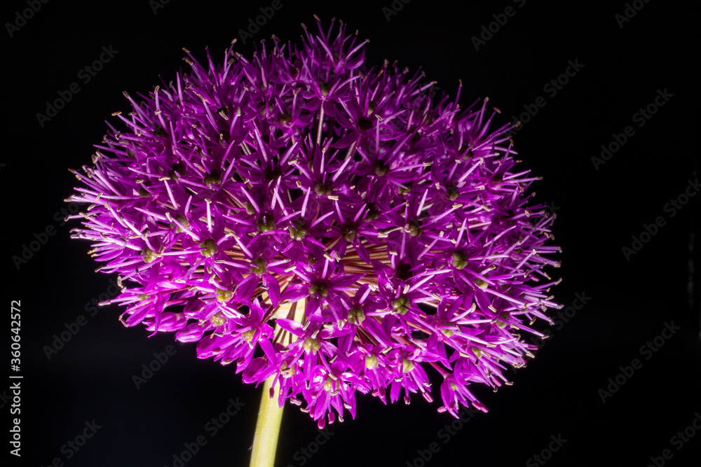 A closeup shot of purple allium flower head A closeup shot of purple allium flower head