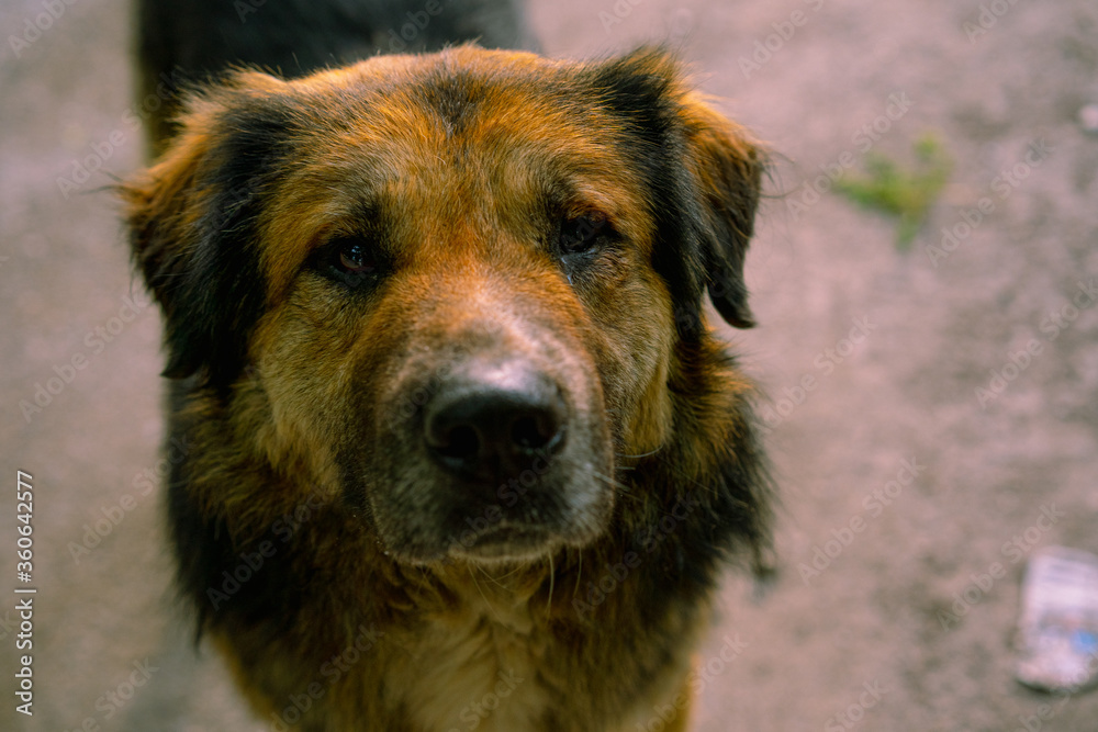 Pitiful stare of a stray dog on the street Pitiful stare of a stray dog on the street