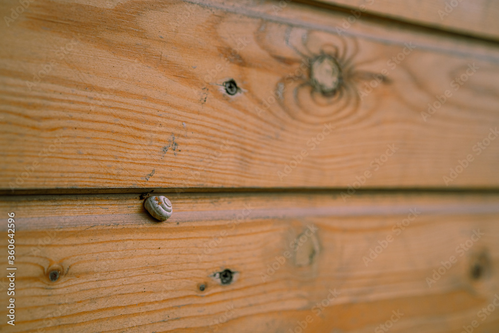 Snail sits on a wooden surface Snail sits on a wooden surface