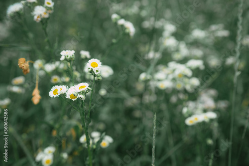 Field daisies grow and bloom