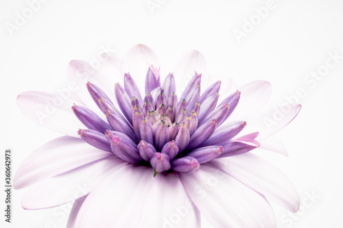 A macro shot of a purple Osteospermum or African daisy isolated on a white background