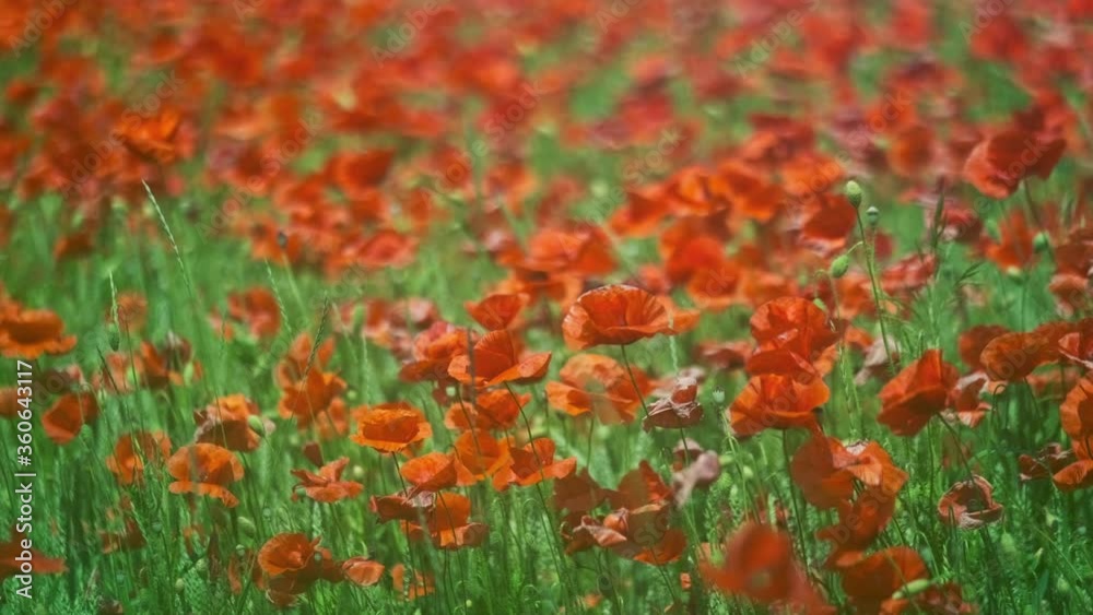 Blooming red poppies in a summer meadow swing