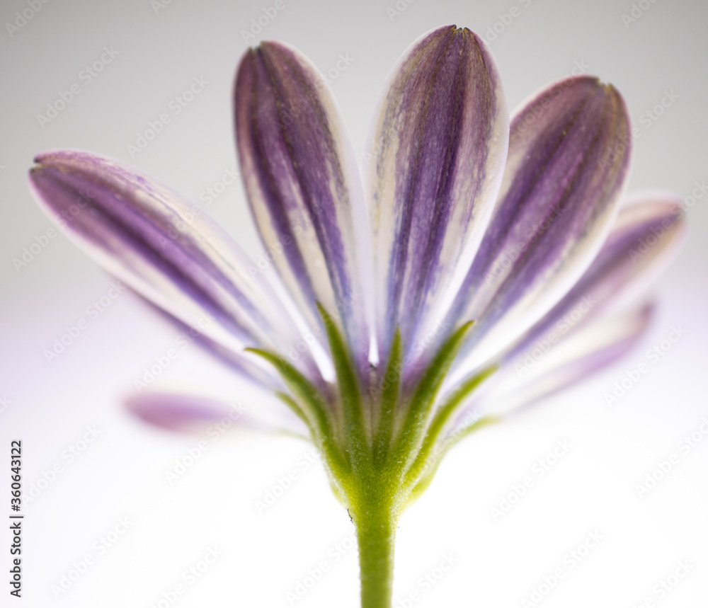 A macro shot of a purple Osteospermum or African daisy isolated on a white background A macro shot of a purple Osteospermum or African daisy isolated on a white background