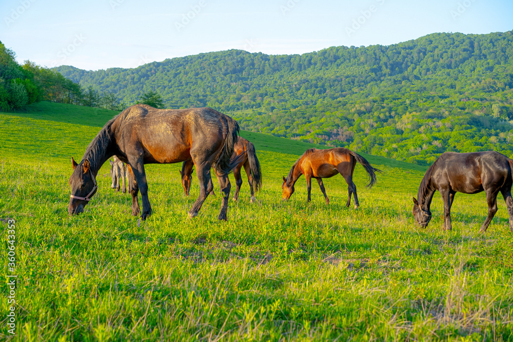Horses graze in the mountains in summer Horses graze in the mountains in summer