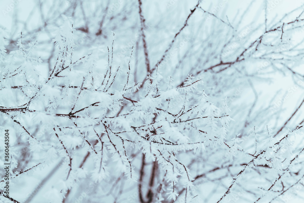 White prickly sharp frosty frost on the branches of trees. Winter day. Background. White prickly sharp frosty frost on the branches of trees. Winter day. Background.