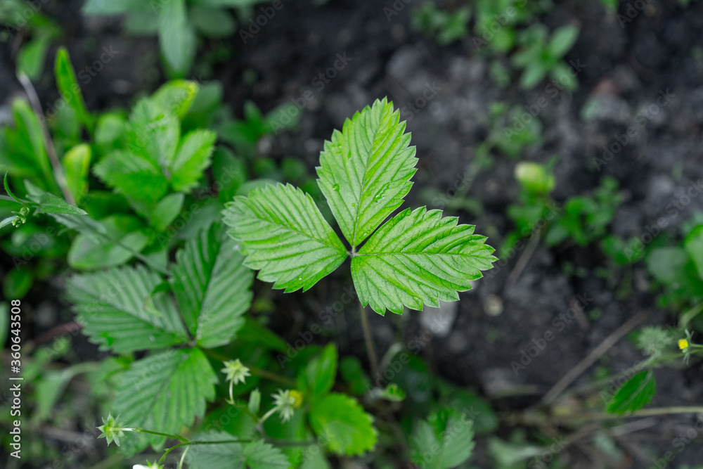 Strawberry leaf growing from the ground Strawberry leaf growing from the ground